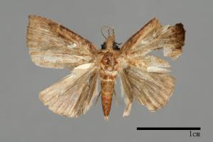 Hypena albopunctalis[00009820]