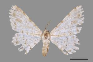 Lassaba parvalbidaria parvalbidaria[污雪雙斑尺蛾][00051613]