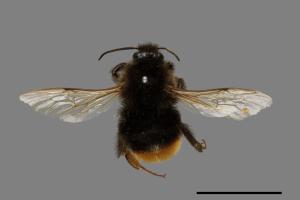 Bombus trifasciatus[威氏熊蜂][00074703]