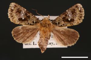 Xenotrachea albidisca pseudidisca[白腎陌夜蛾][00001978]