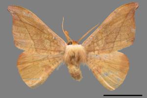 Oreta brunnea[褐鉤蛾][00020131]