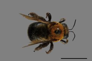 <已分類>Genus：Xylocopa[絨木蜂屬][00074754]