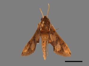 Rhagastis binoculata[雙斑白肩天蛾][00017670]