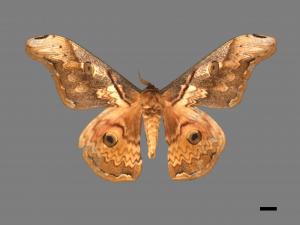 Saturnia thibeta nbsp okurai[大綠目天蠶蛾][00016459]