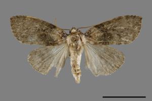 Horipsestis aenea[藹環波紋蛾][00091993]