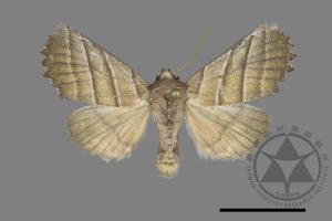 Pygopteryx fulva[00140931]