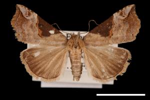 Hypena indicatalis[00009771]