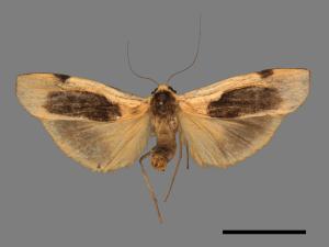 Thysanoptyx incurvata[長斑土苔蛾][00039396]