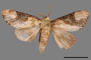 Formofentonia orbifer rotundata[圓紛舟蛾][00014504]