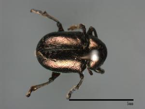 <已分類>Family：Chrysomelidae[金花蟲科][00026239]