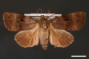 Amphipyra formosasna[00002252]
