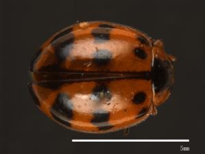 Harmonia octomaculata[八斑和瓢蟲][00084132]