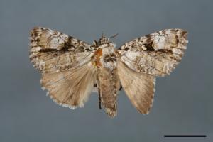 Anacronicta nitida[明后夜蛾][00000134]