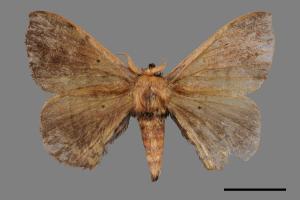 Andraca olivacea[綠茶蠶蛾][00053013]