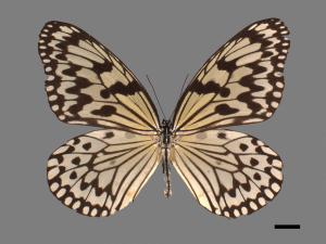 Idea leuconoe clara[大白斑蝶][00026748]