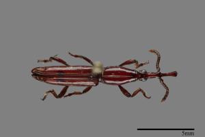<已分類>Family：Brentidae[三錐象鼻蟲科][00099937]