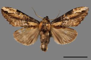 Hexafrenum maculifer maculifer[斑白頸異齒舟蛾][00042722]
