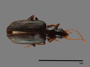 <已分類>Family：Carabidae[步行蟲科][00092674]