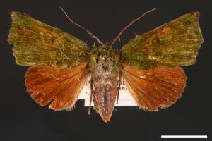 Clethrophora distincta[00004471]