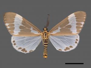 Nyctemera albofasciata[帶紋蝶燈蛾][00020304]