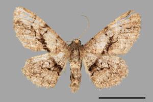 Satoblephara owadai[腹毛墨紋尺蛾][00039492]