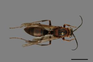 Polistes tenebricosus[赭褐長腳蜂][00074406]