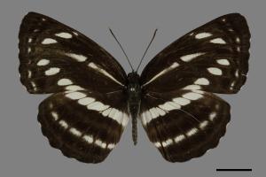 Neptis nata lutatia[臺灣三線蝶][00101151]