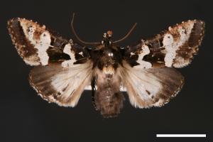 Phlogophora albovittata[白斑錦夜蛾][00002048]