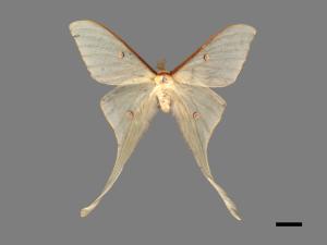 Actias neidhoederi[姬長尾水青蛾][00016394]