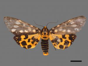 Aglaomorpha histrio formosana[大麗燈蛾][00045186]