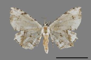 <已分類>Family：Uraniidae[燕蛾科][00092442]