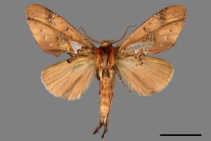 Ginshachia elongata[銀紋舟蛾][00015864]