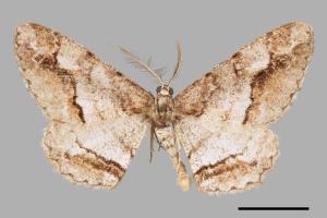 Rikiosatoa fucataria[大雄帥尺蛾][00069538]