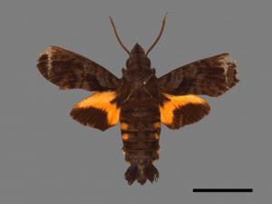 Macroglossum insipida insipida[微齒長喙天蛾][00016524]