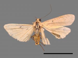 Eilema ranrunensis[乳白土苔蛾][00087303]