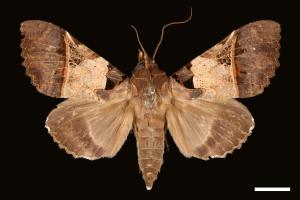 Serrodes campana[鈴斑翅夜蛾][00028510]
