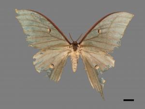 Actias selene ningpoana[長尾水青蛾][00016011]