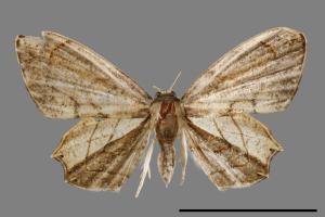 Warreniplema fumicosta[黃緣雙尾蛾][00012682]