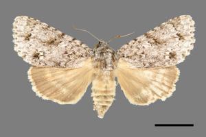 Acronicta pruinosa[00000513]