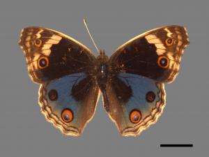 Junonia orithya[孔雀青蛺蝶][00013337]