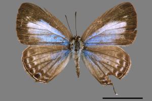 Nacaduba kurava therasia[埔里波紋小灰蝶][00014582]