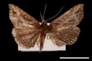 Hypena lignealis[00009747]