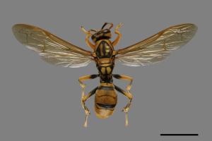 Polistes rothneyi[黃長腳蜂][00072571]