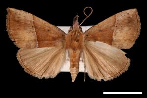 Hypena iconicalis[00009797]