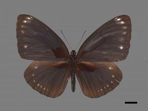 Euploea eunice hobsoni[圓翅紫斑蝶][00027471]