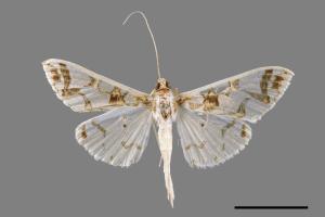 Polythlipta maceratalis[00065133]