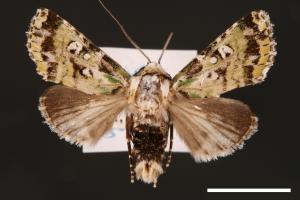 Yula muscosa[00001877]