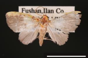 Siglophora sanguinolenta[內黃血斑瘤蛾][00004833]