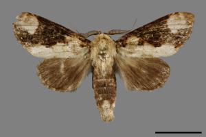 Formofentonia orbifer rotundata[圓紛舟蛾][00100484]