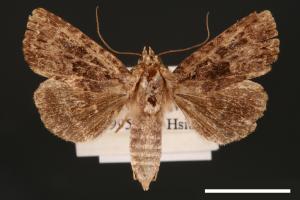 Feliniopsis hyposcota pygmaea[00002184]